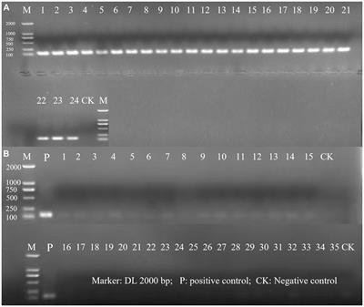 Identification and quantification of viable Lacticaseibacillus rhamnosus in probiotics using validated PMA-qPCR method
